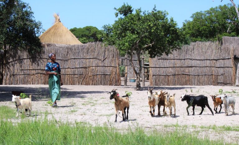 70 Mothers in Kalabo’s Mitwi Ward Venture Into Goat Rearing